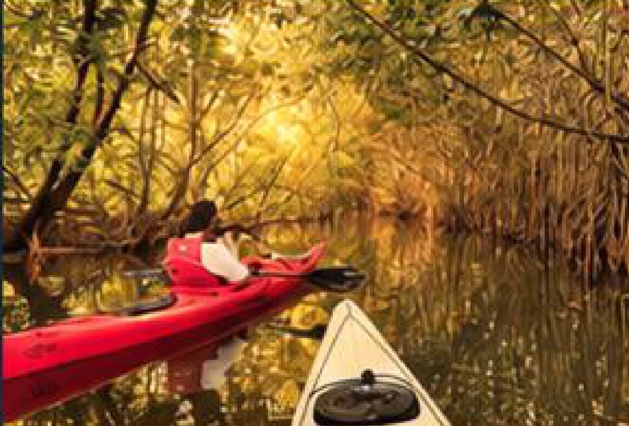 Kayaks on a quiet mangrove-lined backwater at golden hour.